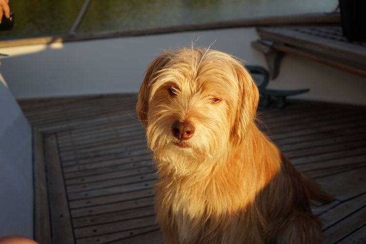 Portrait of dog at home