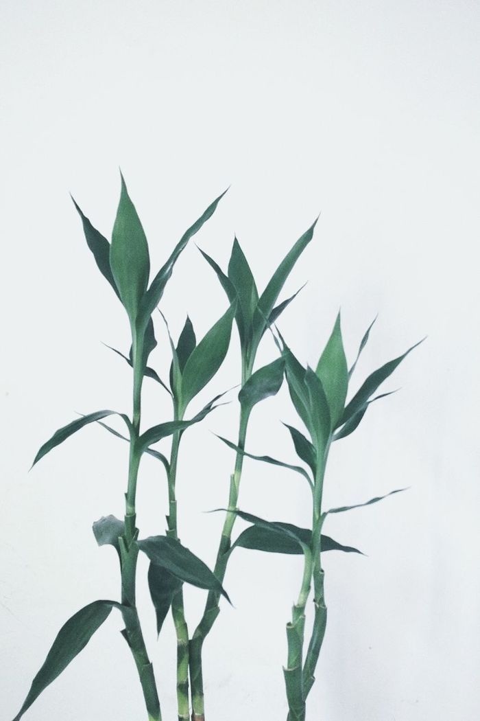 CLOSE-UP OF PLANT OVER WHITE BACKGROUND