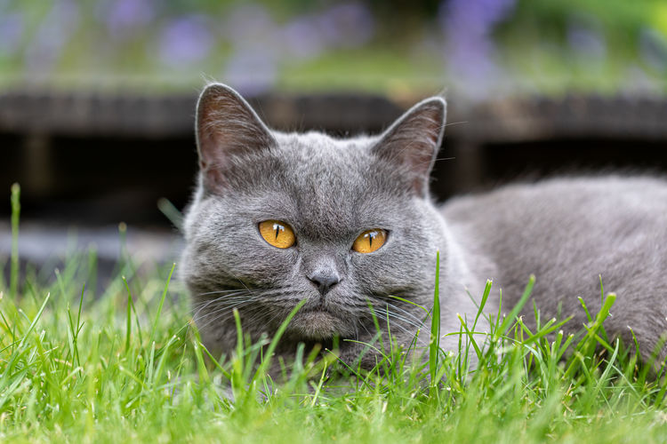 Cat on green grass.