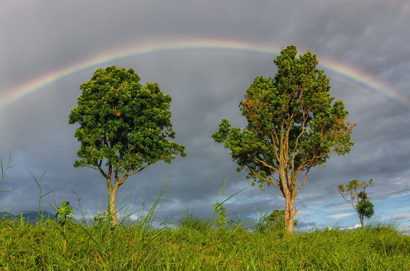 Trees on field against rainbow in sky