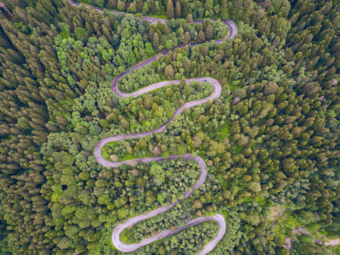 High angle view of plant by road against trees