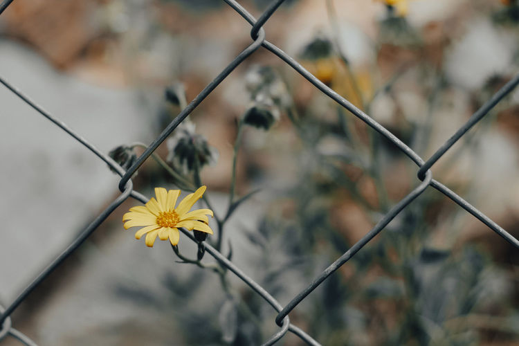 Close-up of yellow flowering plant against fence