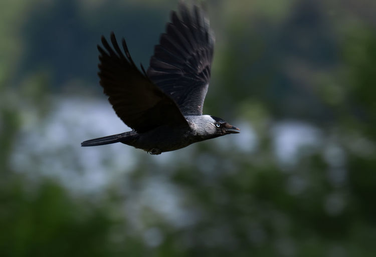 Black bird flying outdoors