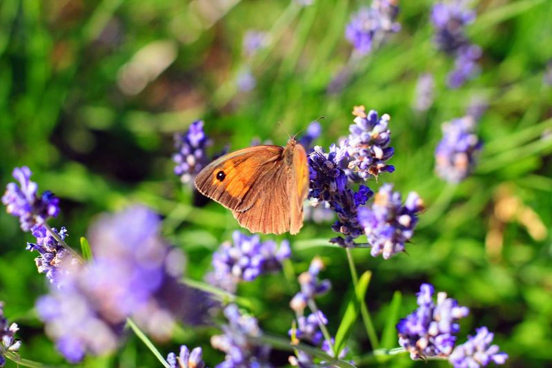 Butterfly pollinating on purple flower