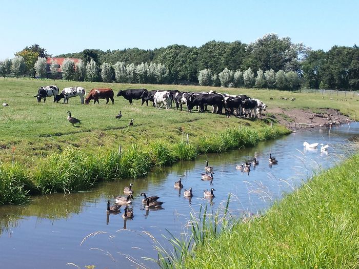 Canada geese swimming in stream by cows on grassy field