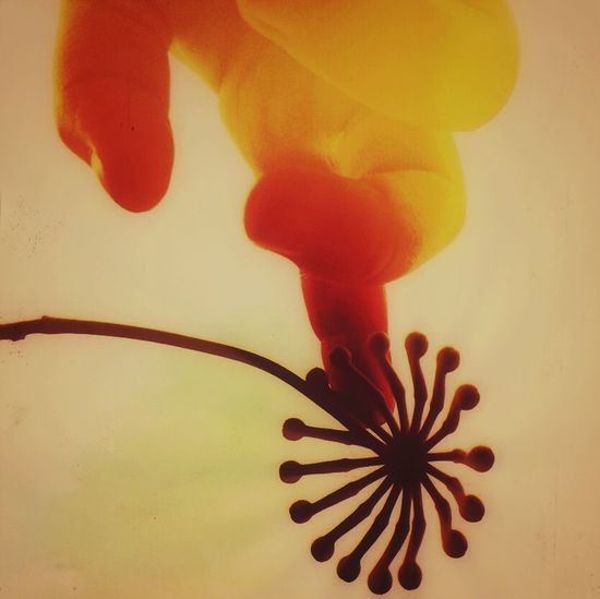 Close-up of flower