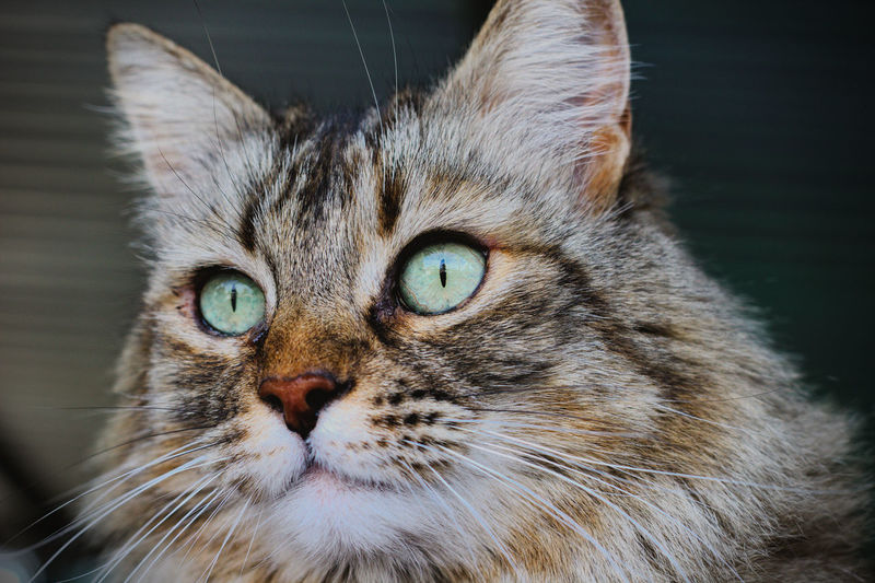 Portrait of home cat, close up to kitten's eyes and face