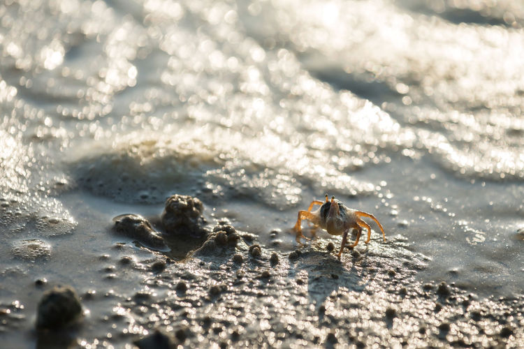 Close-up of crab on beach