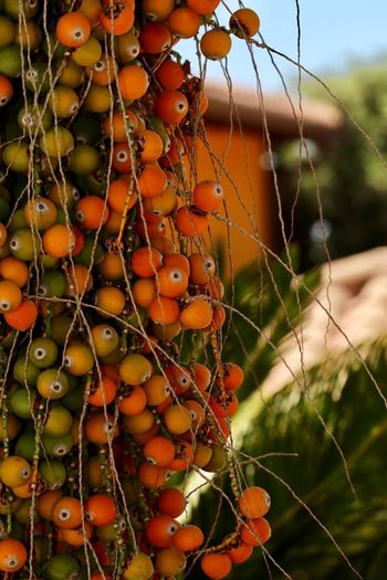 Close-up of fruits hanging on tree against sky
