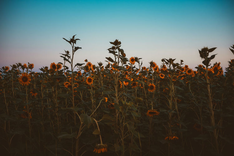 Crops growing on field against clear sky at sunset