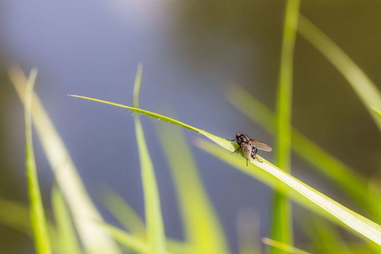 Close-up of insect on plant