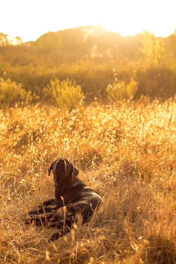 Dog sitting in field at sunrise