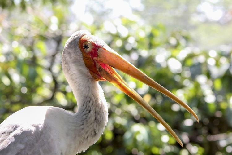 Close-up side view of an alert stork