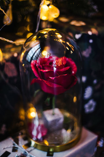 Close-up of red rose in glass