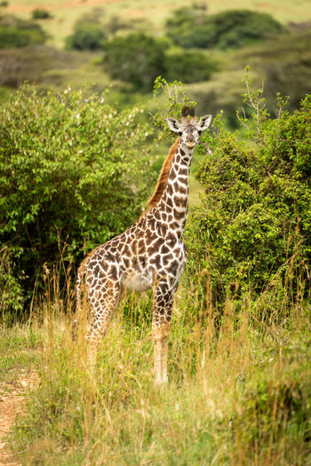 Masai giraffe calf stands in tall grass