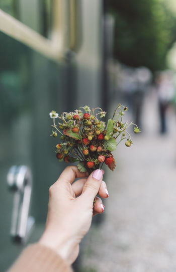Cropped image of woman holding strawberry plant