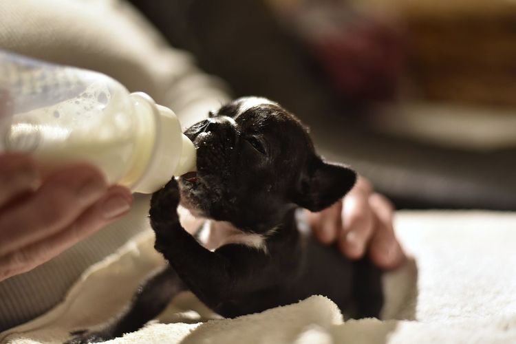 Midsection of person feeding puppy