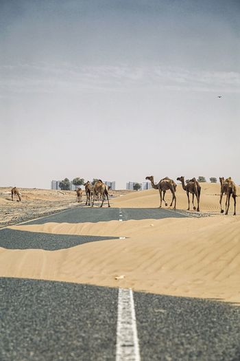 Horse walking on desert against sky