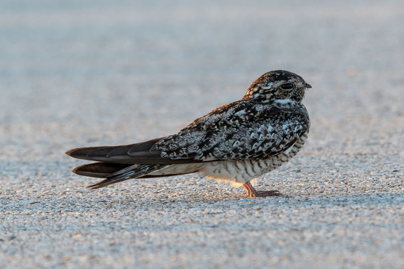 Close-up of bird perching on a street