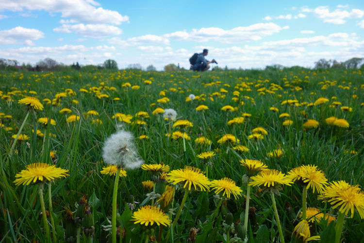View of yellow flowers on field