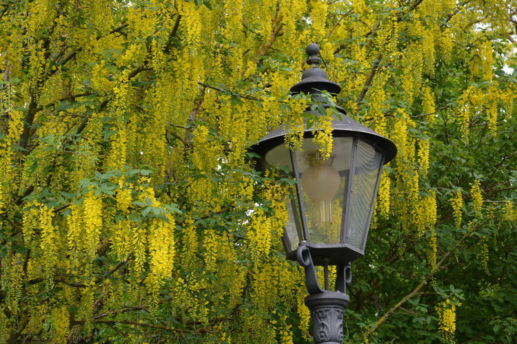 Low angle view of street light against yellow plants