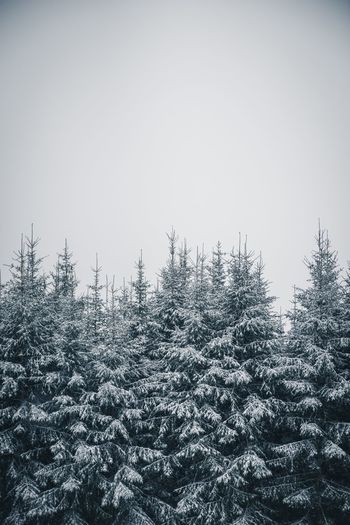 Snow covered trees in forest against clear sky