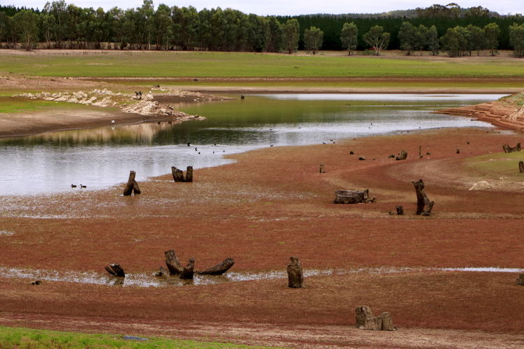 High angle view of horses in lake