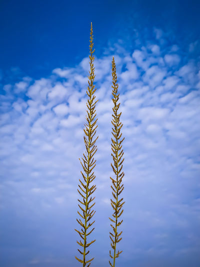 Low angle view of crops against sky