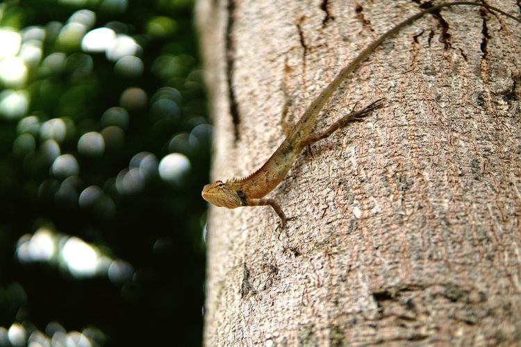 Close-up of lizard on rusty tree