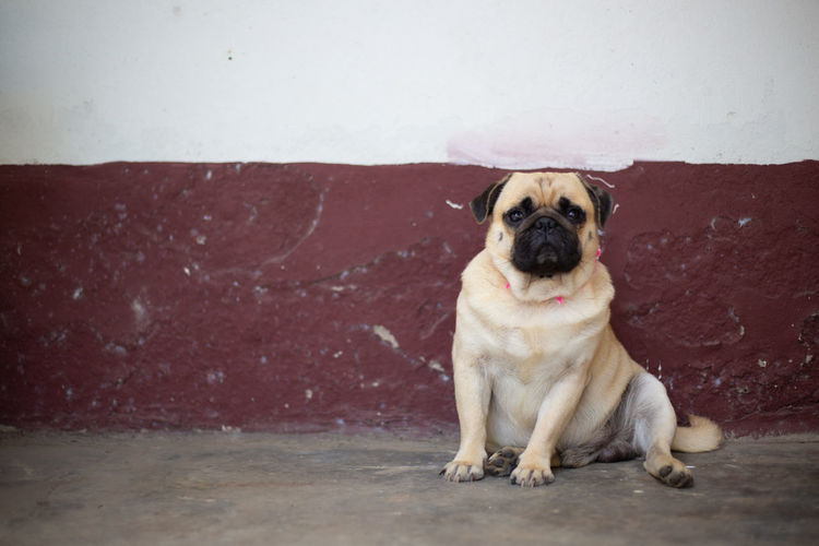 Portrait of dog sitting on wall