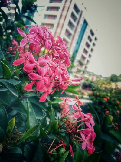 Close-up of pink flowers blooming in city