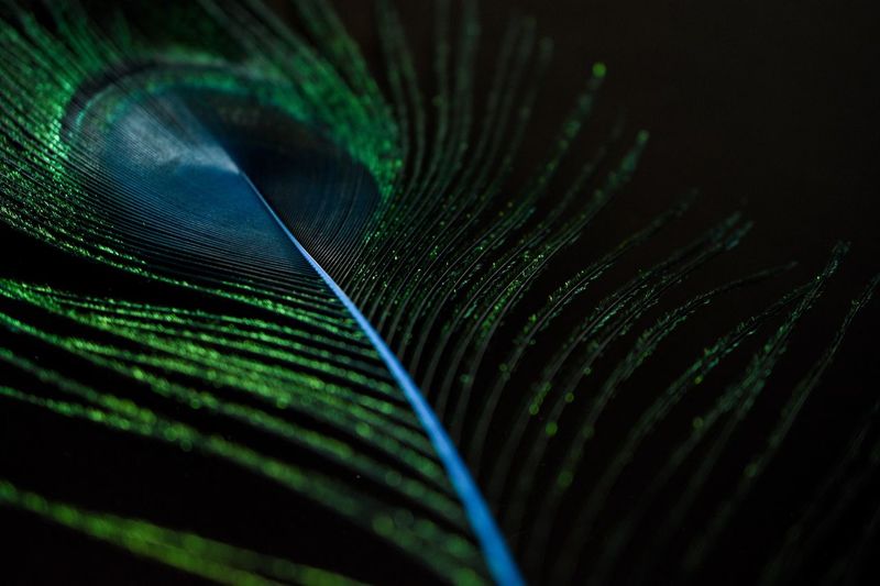 Close-up of peacock feather against black background