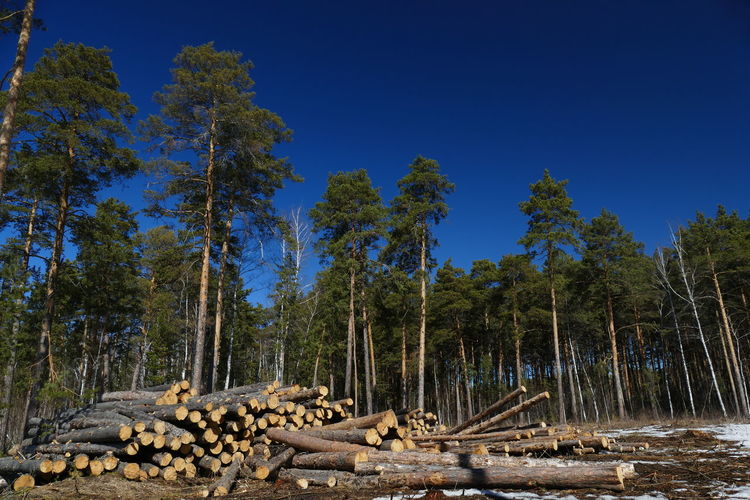 Stack of logs in forest against clear sky
