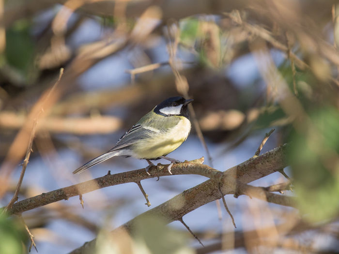 Low angle view of bird perching on branch