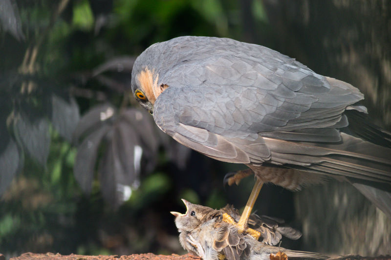 Close-up of bird perching on plant