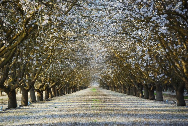 Field passing through trees
