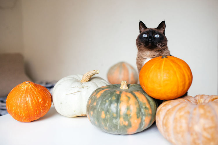 Jack o lantern on pumpkin