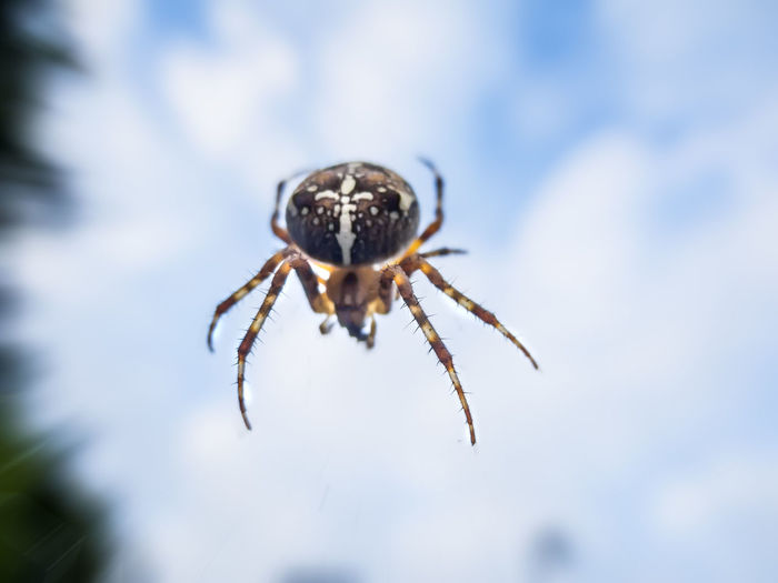 Macro view of a garden spider against a cloudy sky with shallow depth of field.