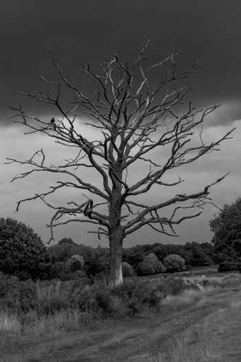 Bare tree on field against sky