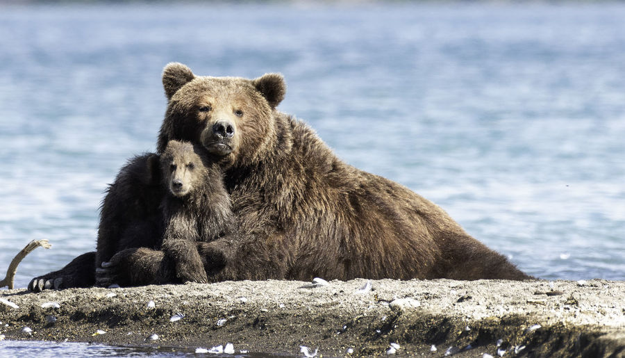 Mother bear and her cub
