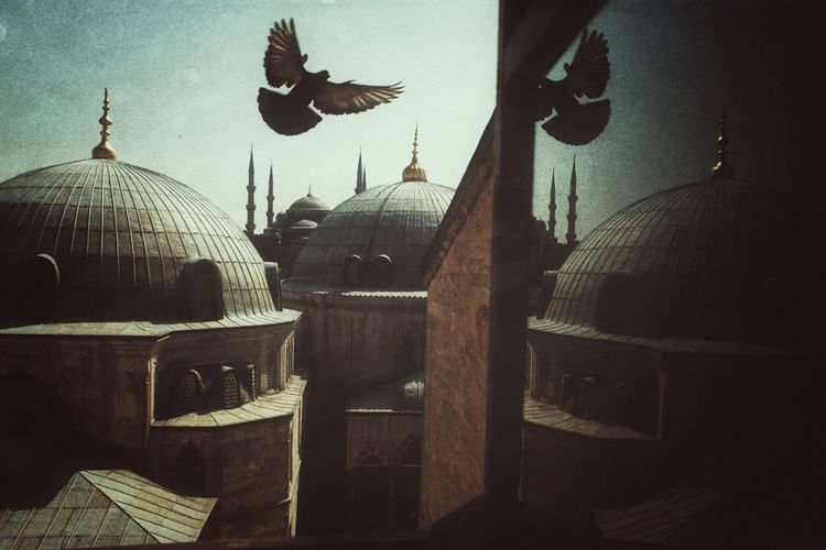 Birds flying over mosque in city