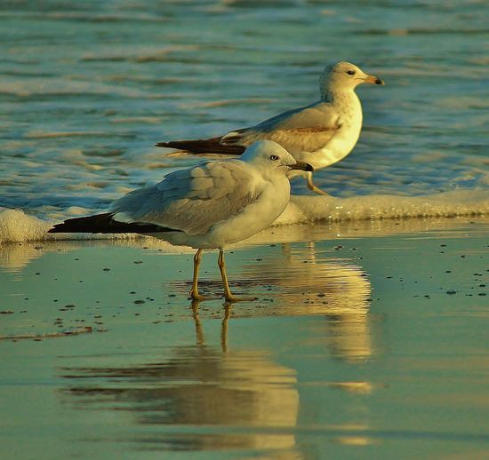 Bird in water