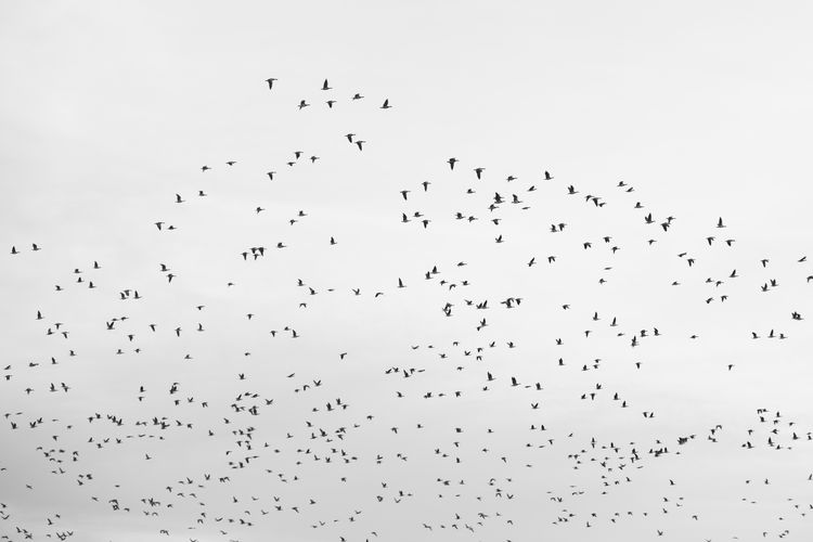 Flock of birds flying in the sky
