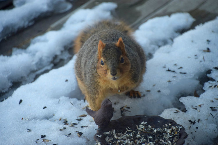 Portrait of a squirrel on snow