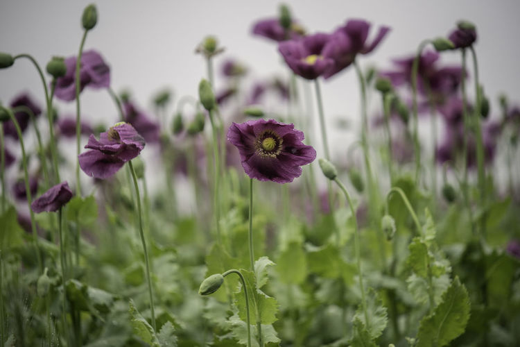 Close-up of purple flowering plants on field