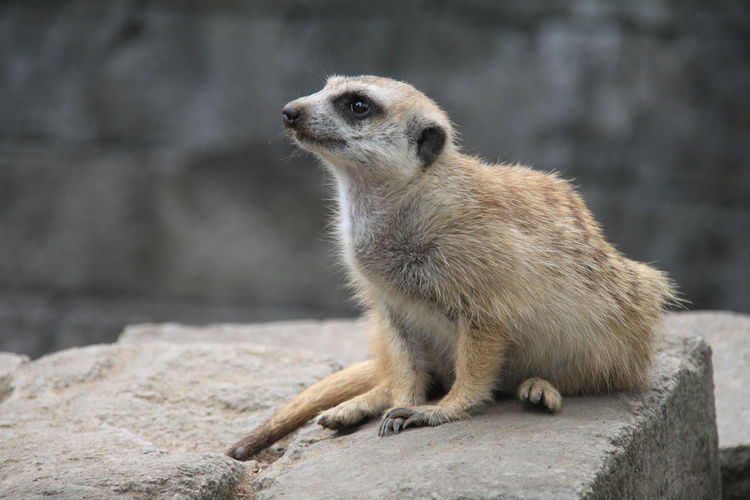 Close-up of meerkat standing outdoors