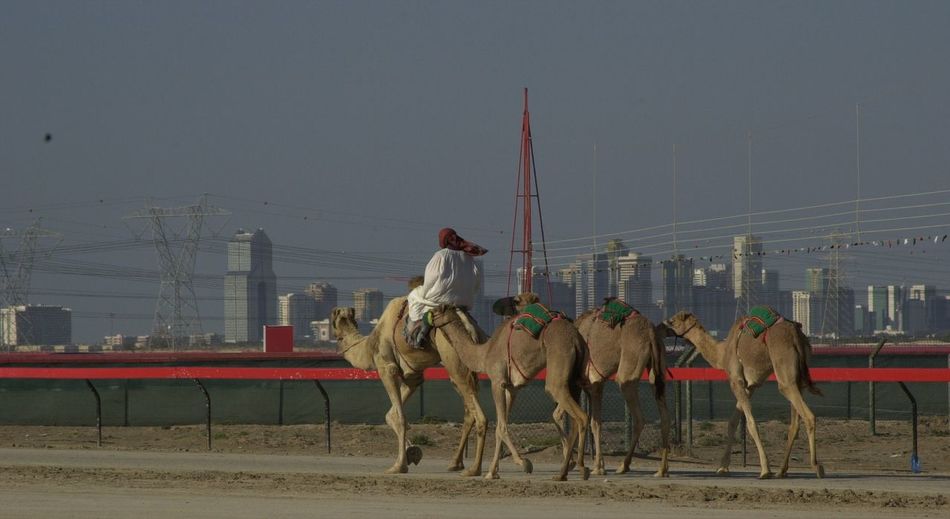 Man riding on camel at road against cityscape