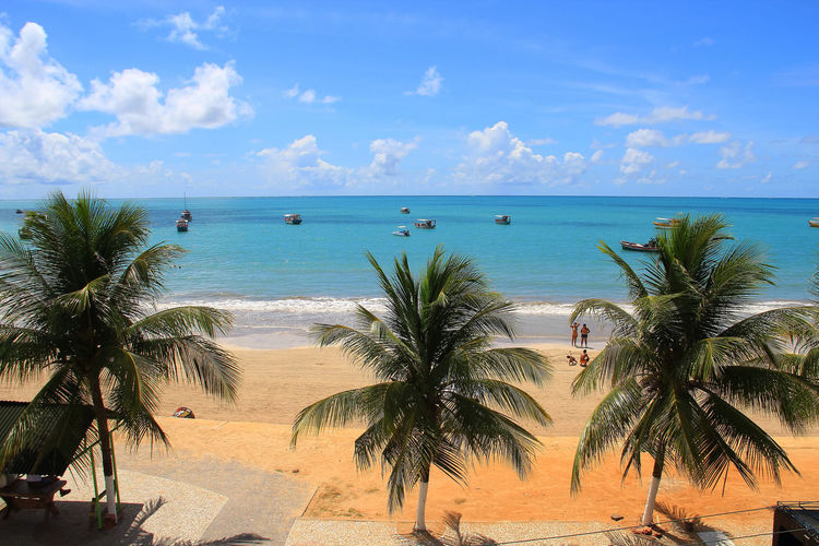 Palm trees by sea against sky