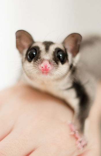Sugar glider indonesia