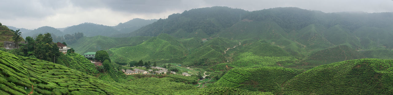 Panoramic view of tea plantation in valley